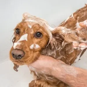 dog bath kendall fl