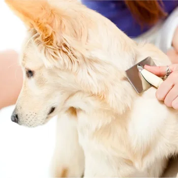 dog deshedding kendall fl