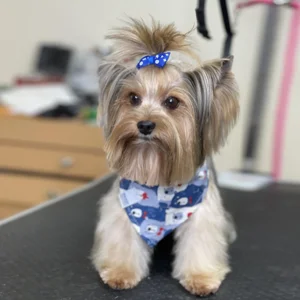 yorkie dog grooming kendall